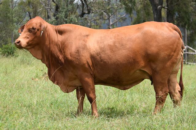 Bryvonlea Princess 2008